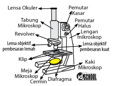 Detail Gambar Mikroskop Dan Penjelasannya Nomer 29