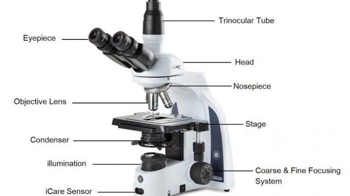 Detail Gambar Mikroskop Dan Penjelasannya Nomer 36