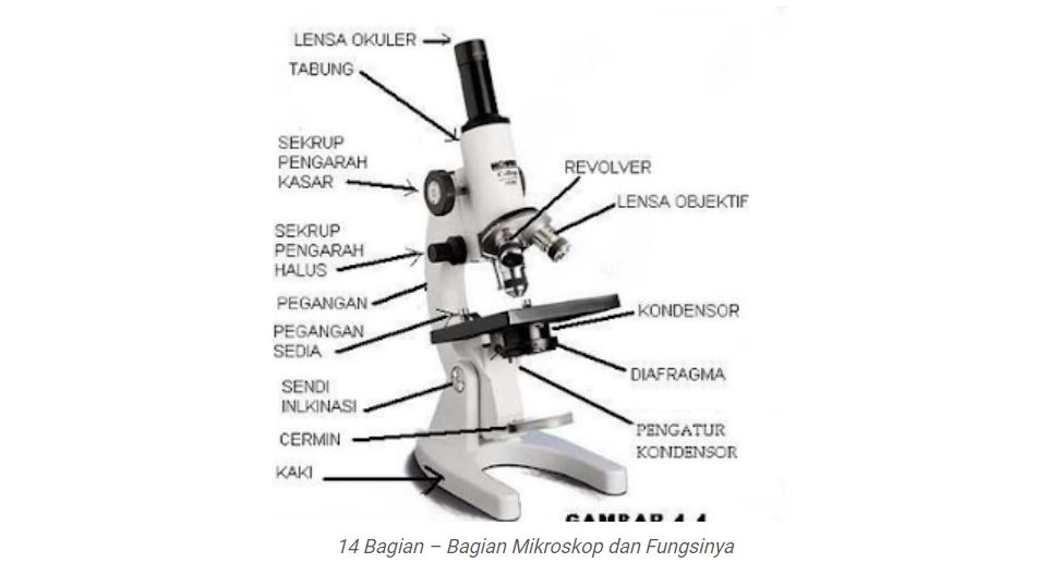 Detail Gambar Mikroskop Dan Penjelasannya Nomer 41