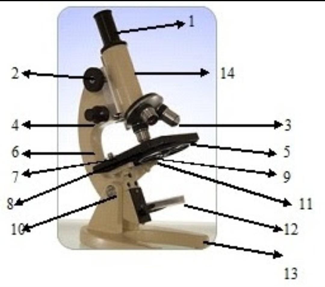 Detail Gambar Mikroskop Dan Penjelasannya Nomer 43