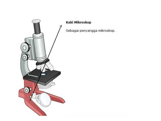 Detail Gambar Mikroskop Dan Penjelasannya Nomer 49