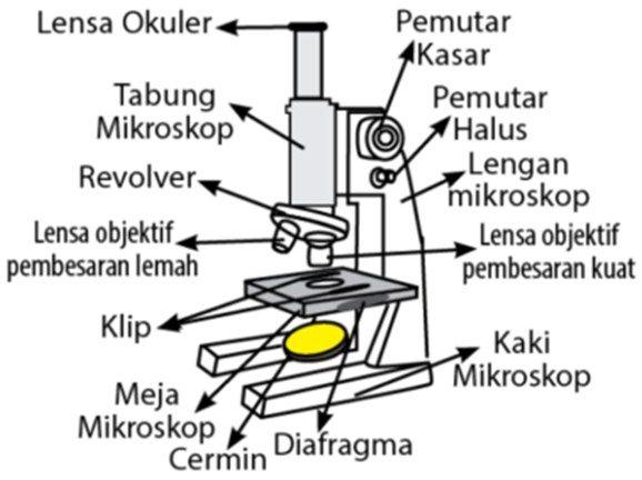Detail Gambar Mikroskop Hitam Putih Nomer 12