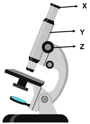 Detail Gambar Mikroskop Hitam Putih Nomer 19