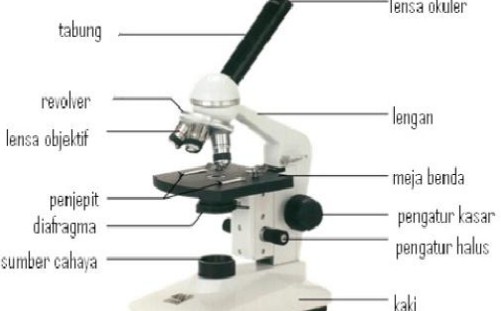 Detail Gambar Mikroskop Monokuler Nomer 53