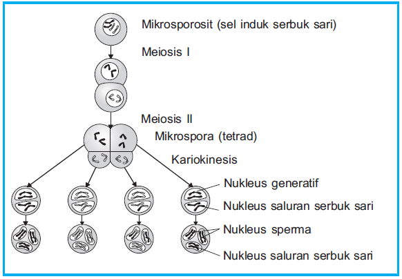 Gambar Mikrosporosit Dan Makrosporosit Tumbuhan - KibrisPDR