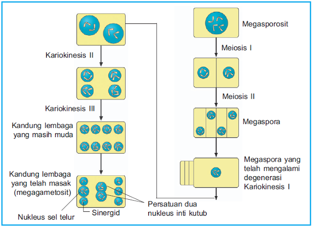 Detail Gambar Mikrosporosit Dan Makrosporosit Tumbuhan Nomer 2