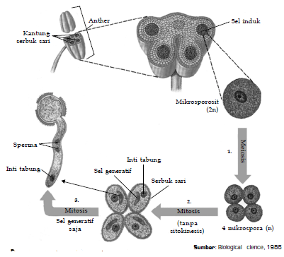 Detail Gambar Mikrosporosit Dan Makrosporosit Tumbuhan Nomer 15