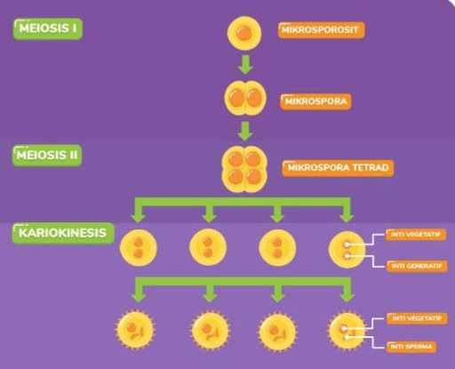 Detail Gambar Mikrosporosit Dan Makrosporosit Tumbuhan Nomer 17