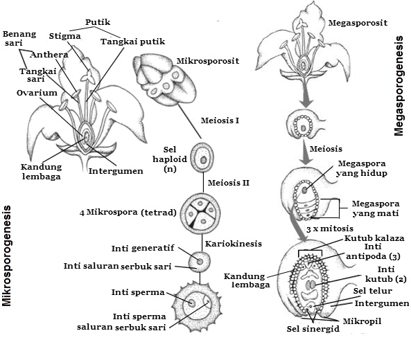 Detail Gambar Mikrosporosit Dan Makrosporosit Tumbuhan Nomer 19