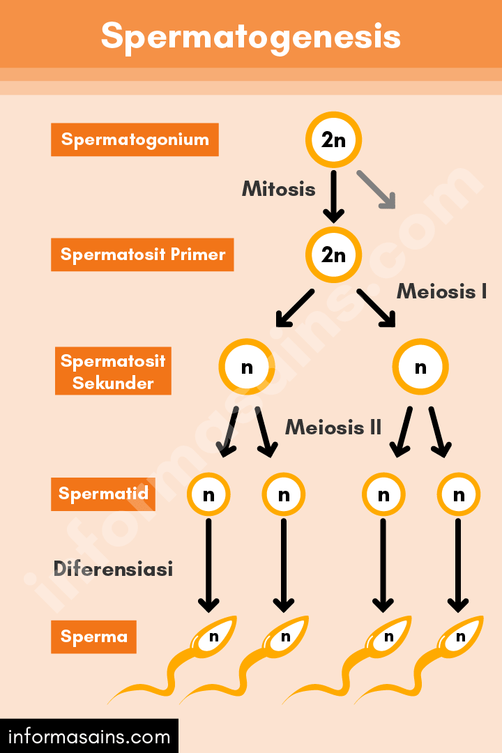 Detail Gambar Mikrosporosit Dan Makrosporosit Tumbuhan Nomer 23