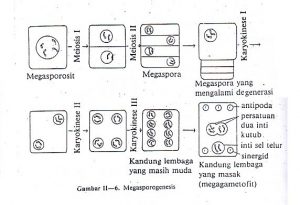 Detail Gambar Mikrosporosit Dan Makrosporosit Tumbuhan Nomer 30