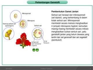 Detail Gambar Mikrosporosit Dan Makrosporosit Tumbuhan Nomer 32