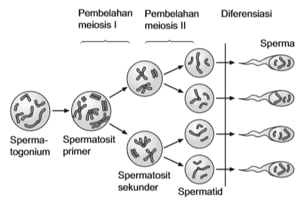 Detail Gambar Mikrosporosit Dan Makrosporosit Tumbuhan Nomer 33