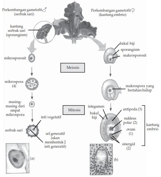 Detail Gambar Mikrosporosit Dan Makrosporosit Tumbuhan Nomer 9