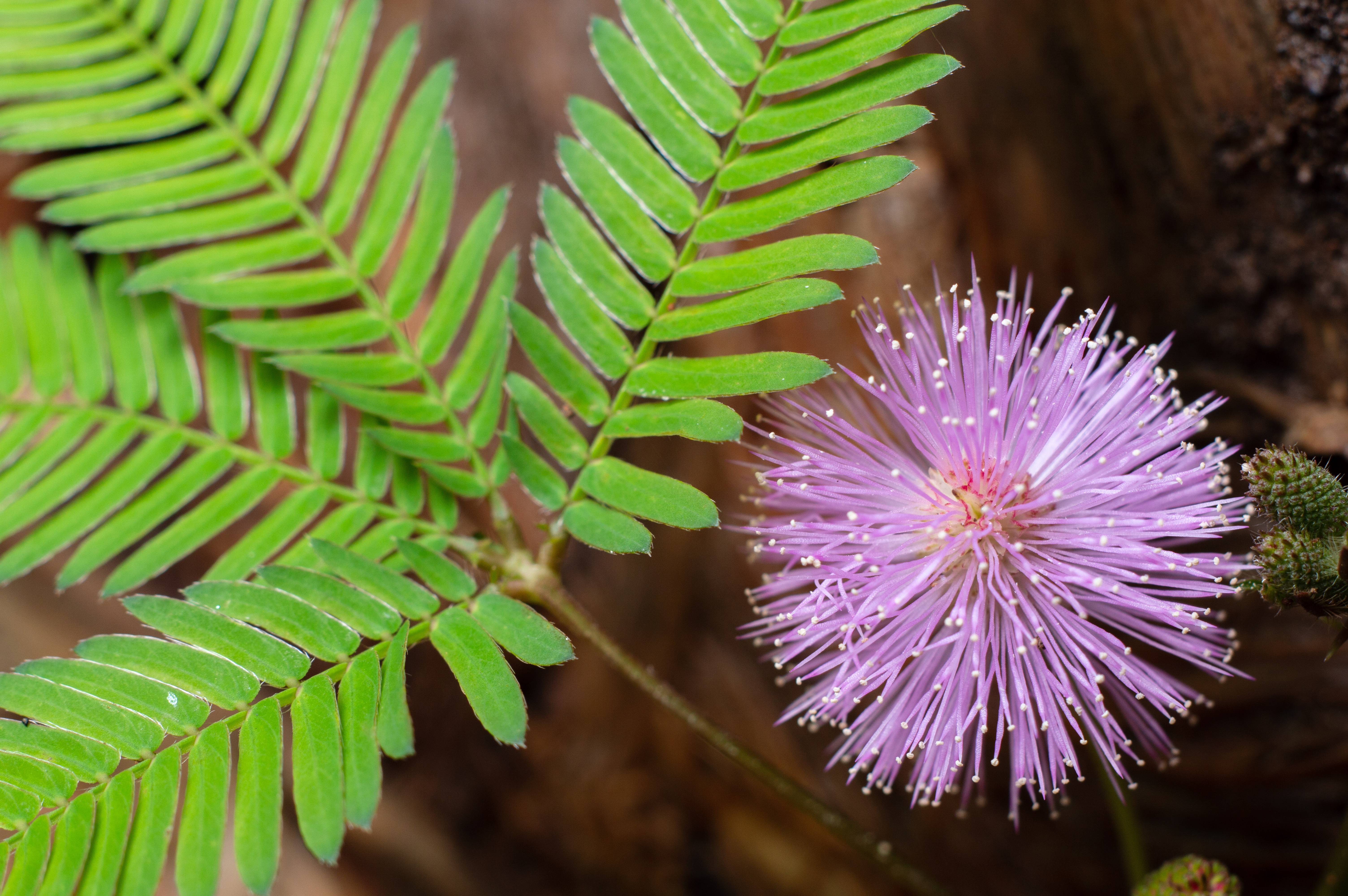 Detail Gambar Mimosa Pudica Nomer 20