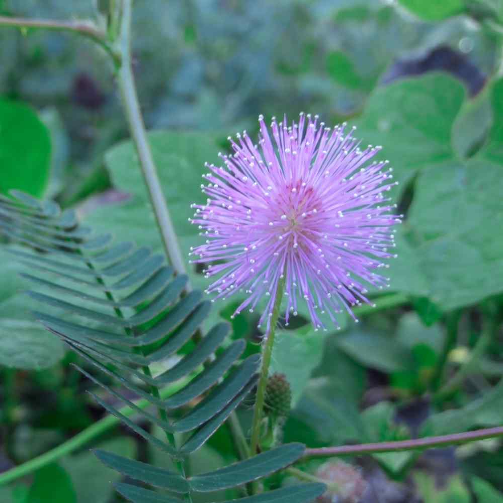 Detail Gambar Mimosa Pudica Nomer 31