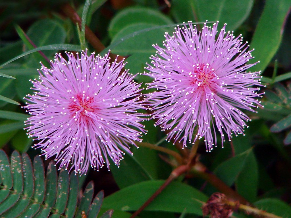 Detail Gambar Mimosa Pudica Nomer 46