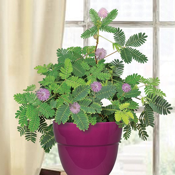 Detail Gambar Mimosa Pudica Nomer 6