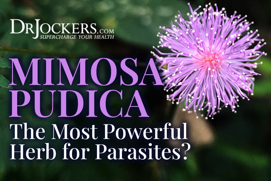 Detail Gambar Mimosa Pudica Nomer 49