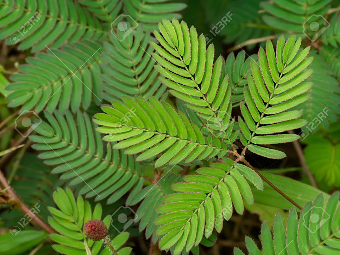 Detail Gambar Mimosa Pudica Nomer 9