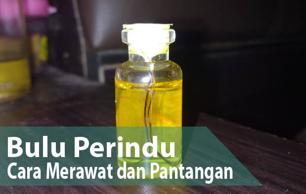 Detail Gambar Minyak Bulu Perindu Asli Nomer 28