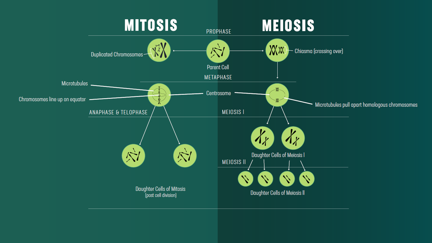 Detail Gambar Miosis Dam Mitosis Nomer 10