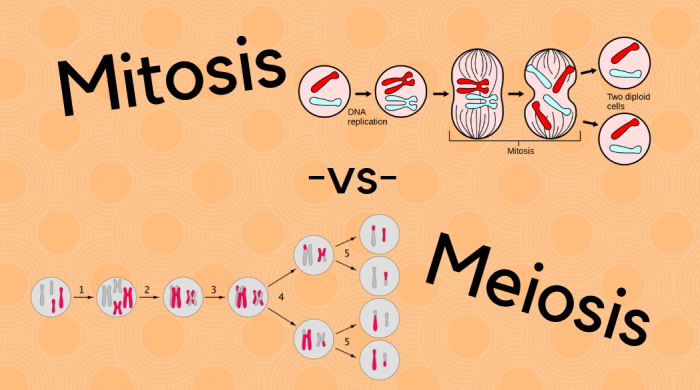 Detail Gambar Miosis Dam Mitosis Nomer 25