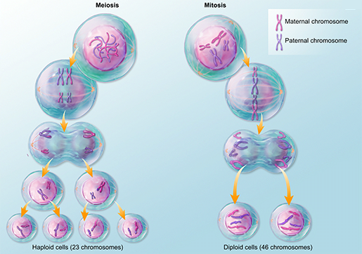 Detail Gambar Miosis Dam Mitosis Nomer 33