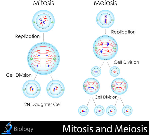 Detail Gambar Miosis Dam Mitosis Nomer 4