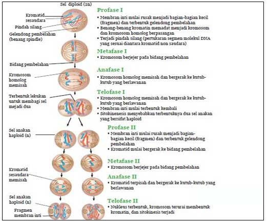 Detail Gambar Miosis Dam Mitosis Nomer 41