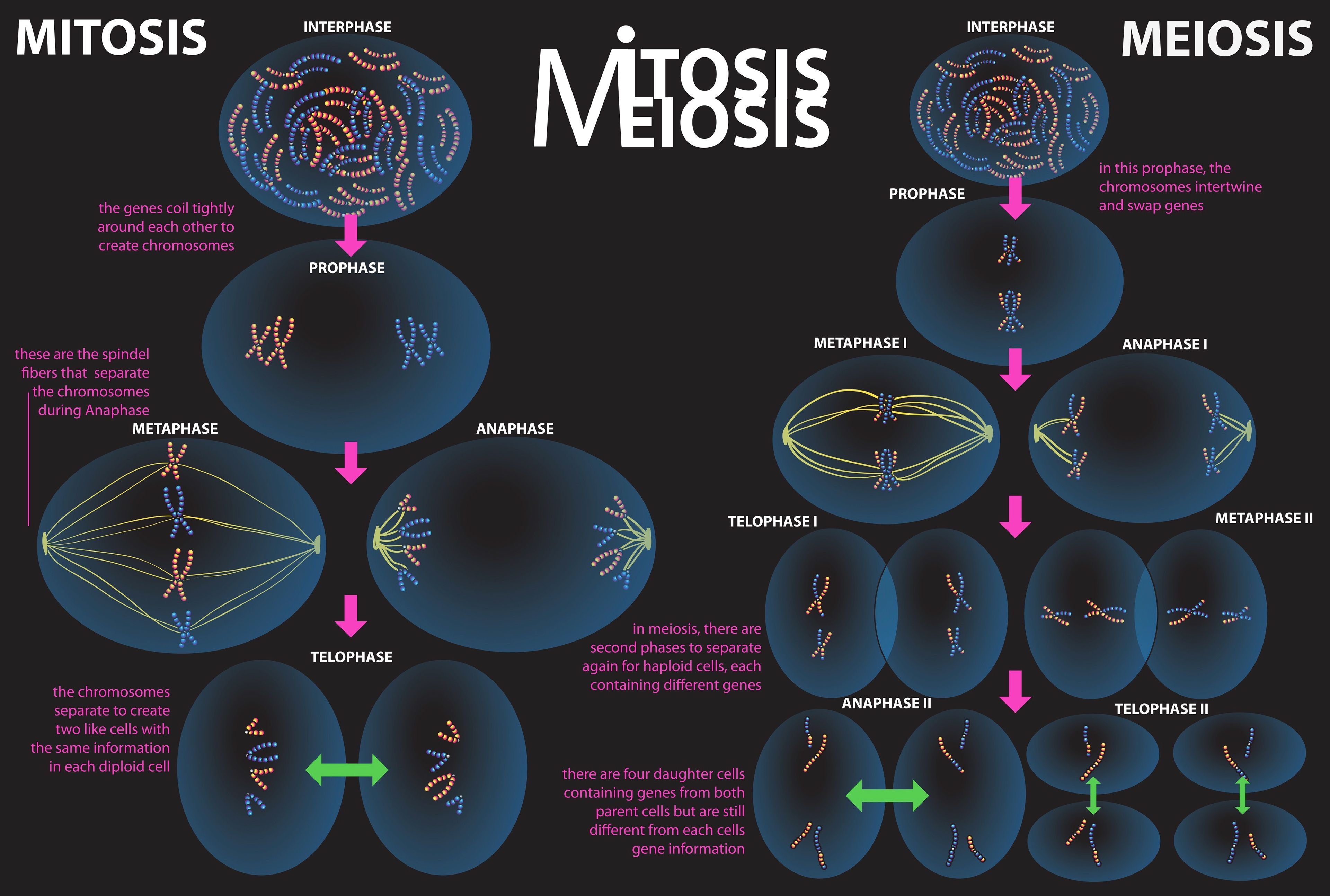 Detail Gambar Miosis Dam Mitosis Nomer 48