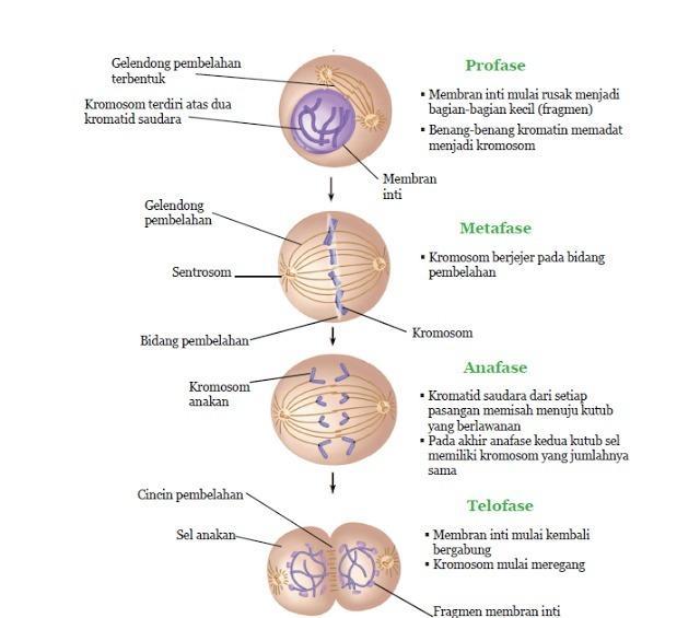 Detail Gambar Mitosis Dan Keterangannya Nomer 2