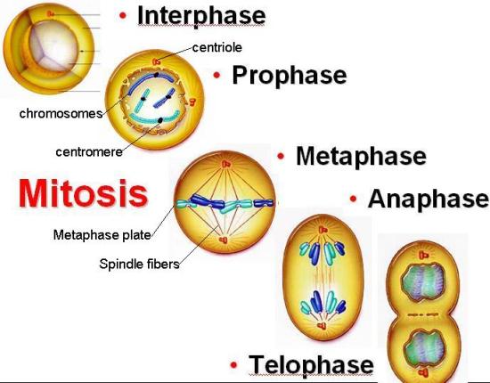 Detail Gambar Mitosis Dan Keterangannya Nomer 18