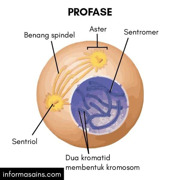 Detail Gambar Mitosis Dan Keterangannya Nomer 23