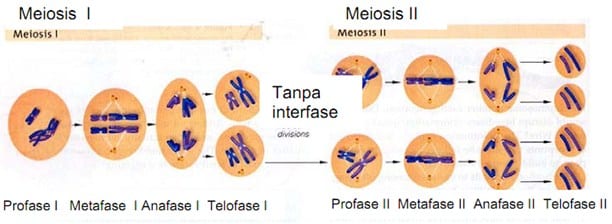 Detail Gambar Mitosis Dan Keterangannya Nomer 29