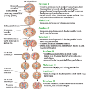 Detail Gambar Mitosis Dan Keterangannya Nomer 7