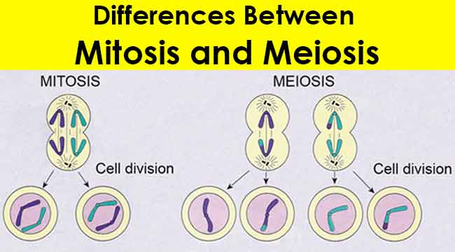 Gambar Mitosis Dan Meiosis - KibrisPDR