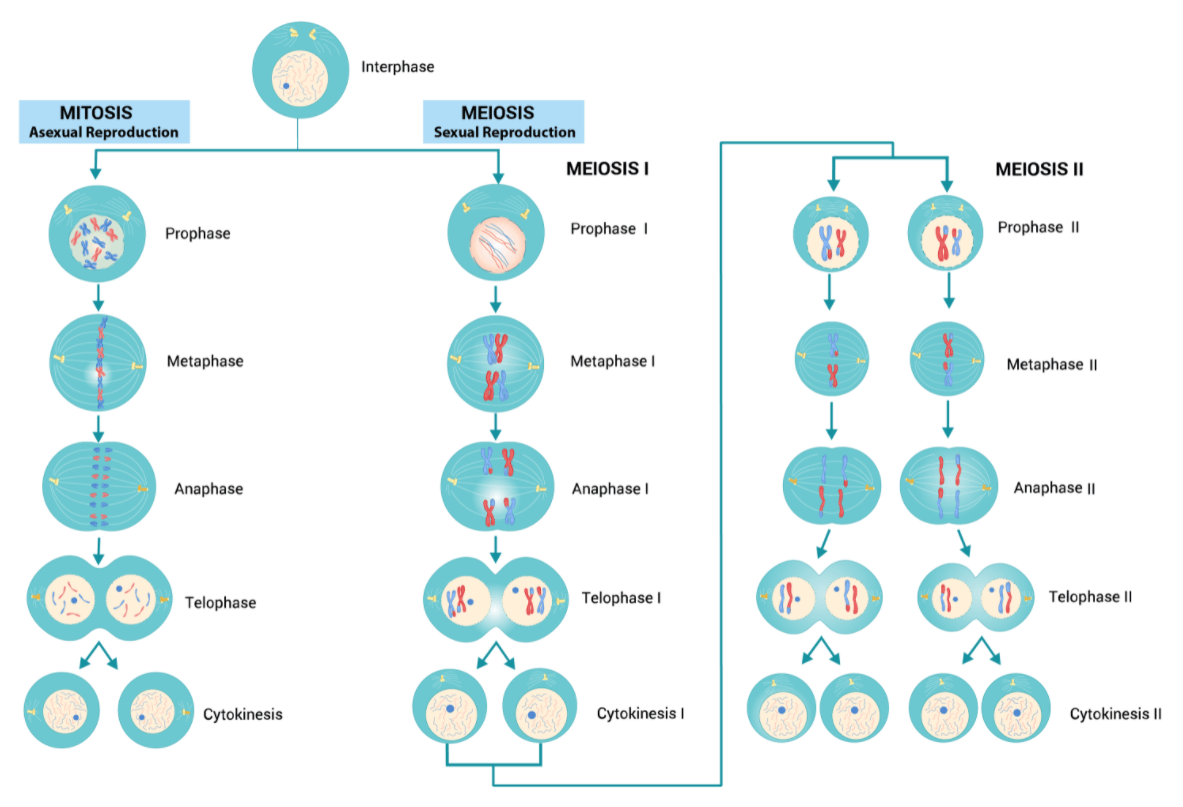 Detail Gambar Mitosis Dan Meiosis Nomer 15
