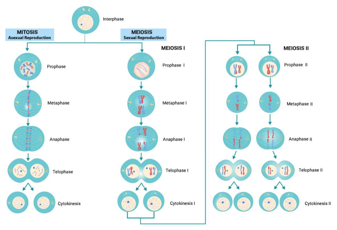 Detail Gambar Mitosis Dan Meiosis Koleksi Nomer 15