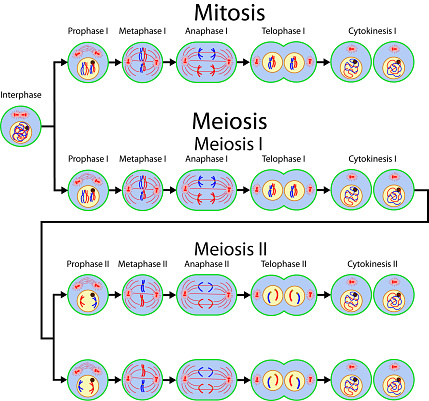 Detail Gambar Mitosis Dan Meiosis Nomer 17