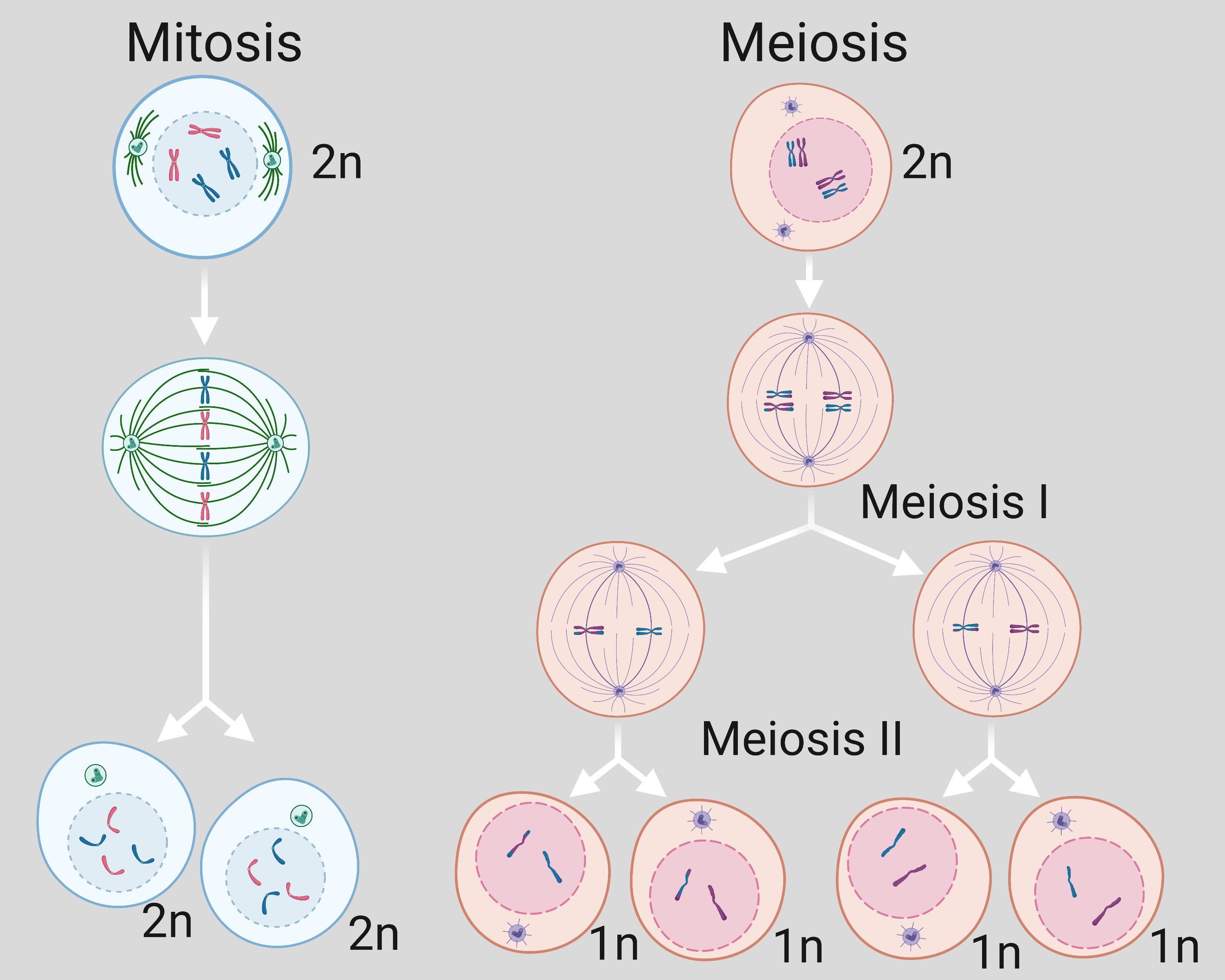 Detail Gambar Mitosis Dan Meiosis Nomer 23
