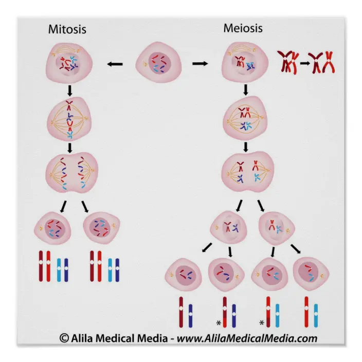 Detail Gambar Mitosis Dan Meiosis Nomer 26