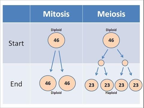 Detail Gambar Mitosis Dan Meiosis Nomer 27