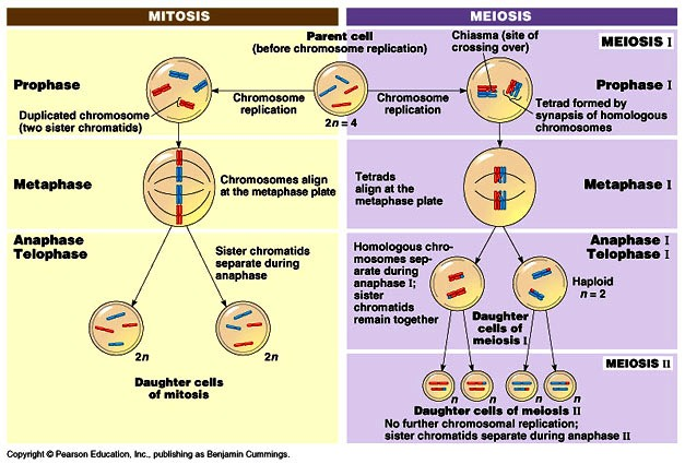 Detail Gambar Mitosis Dan Meiosis Nomer 29