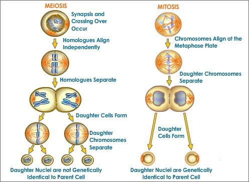 Detail Gambar Mitosis Dan Meiosis Nomer 30