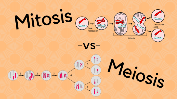 Detail Gambar Mitosis Dan Meiosis Nomer 34