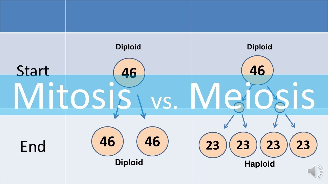 Detail Gambar Mitosis Dan Meiosis Nomer 36