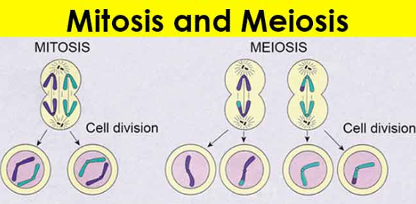 Detail Gambar Mitosis Dan Meiosis Nomer 37