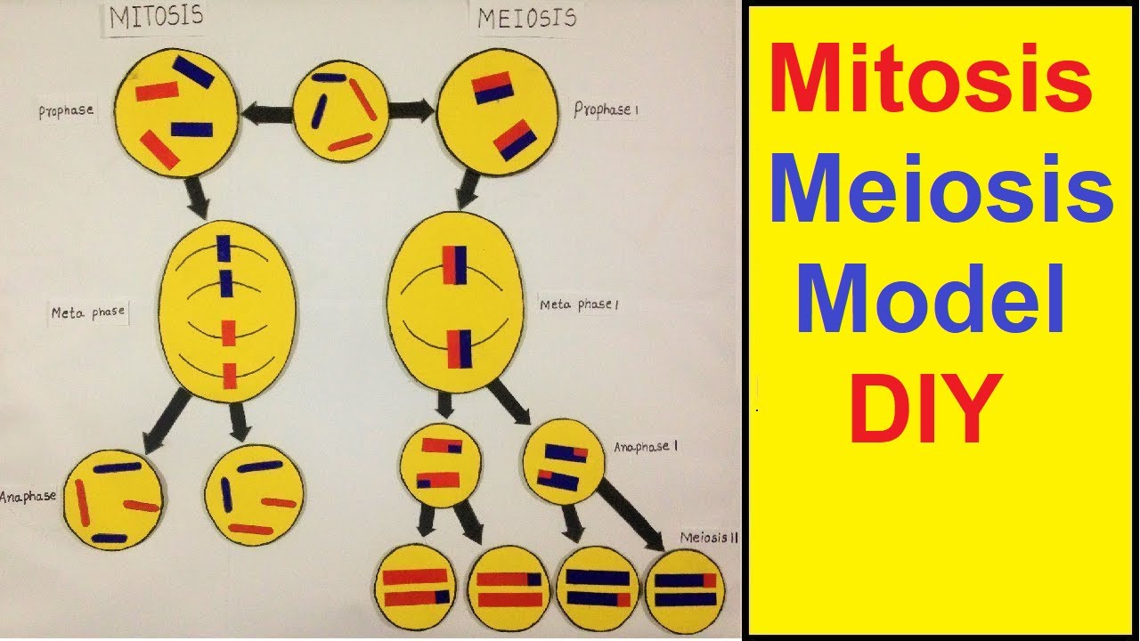 Detail Gambar Mitosis Dan Meiosis Nomer 44