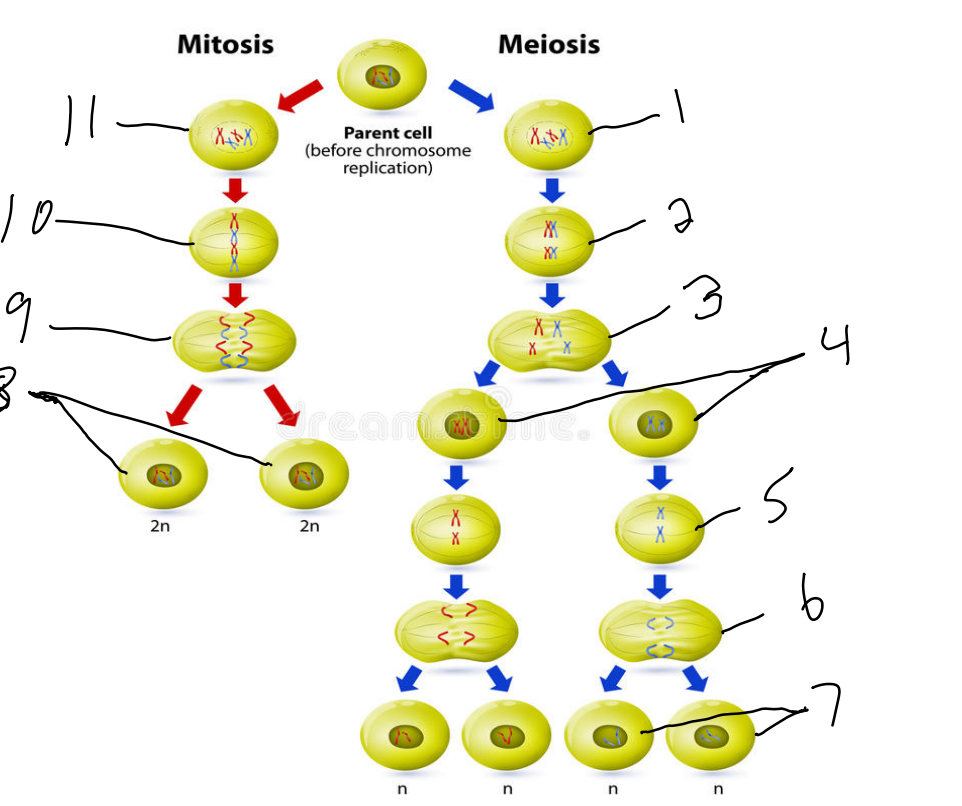 Detail Gambar Mitosis Dan Meiosis Nomer 47
